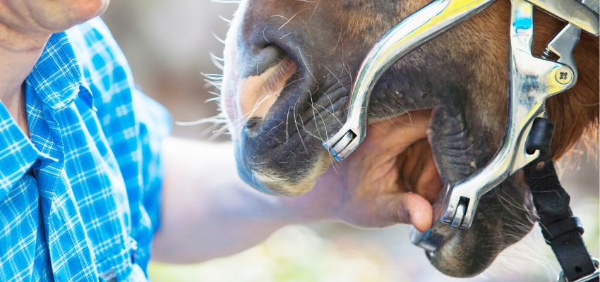 A horse having a dental exam.