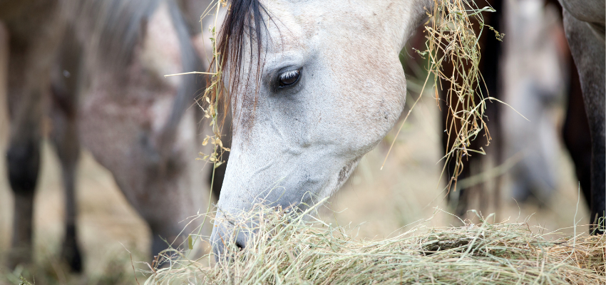 A horse eating hay.