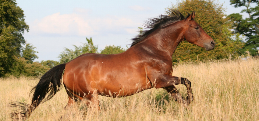 A horse galloping across a meadow