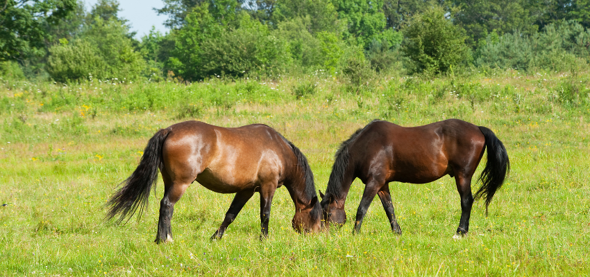 Two horses grazing in a meadow