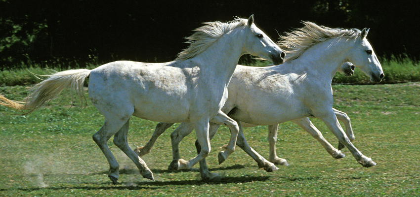 Two Lipizzan horses cantering in a field.