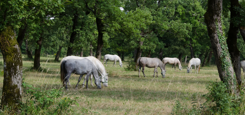 Lipizzan horses grazing in a wooded pasture.