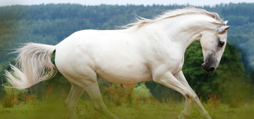 A Lipizzan horse cantering in a field.