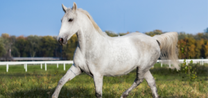 A Lipizzan horse expressively trotting in a pasture.