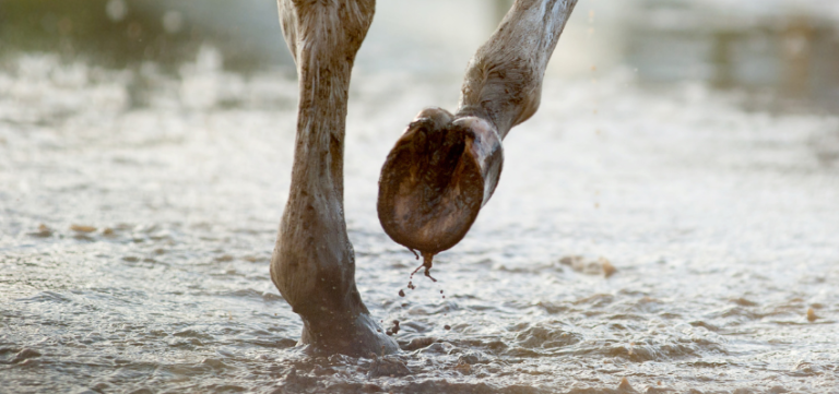 A horse's hooves walking with thrush