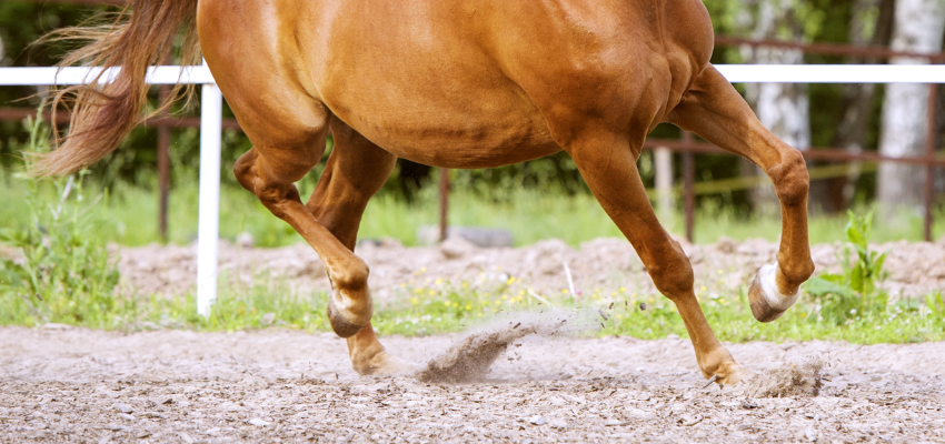 A galloping Trakehner