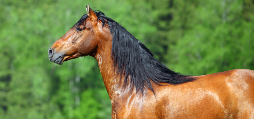 A bay Trakehner