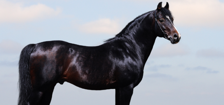 A dark brown Trakehner