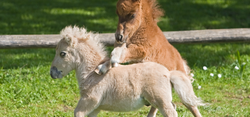 Two Fallabella horses playing in a pasture.