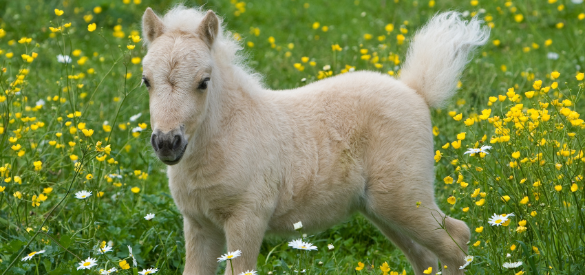 A Fallabella horse as pasture.