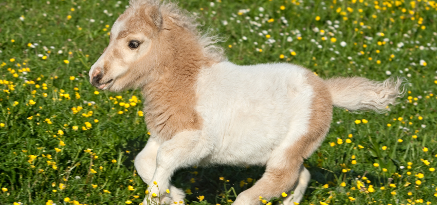 A pinto Fallabella horse running at pasture.