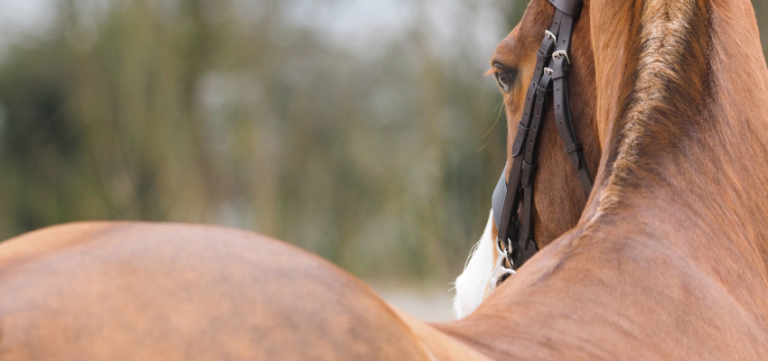 A horse's back