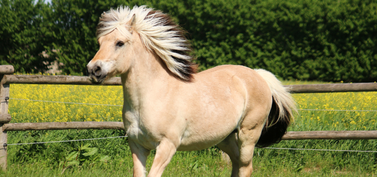 a A fjord horse in the pasture.